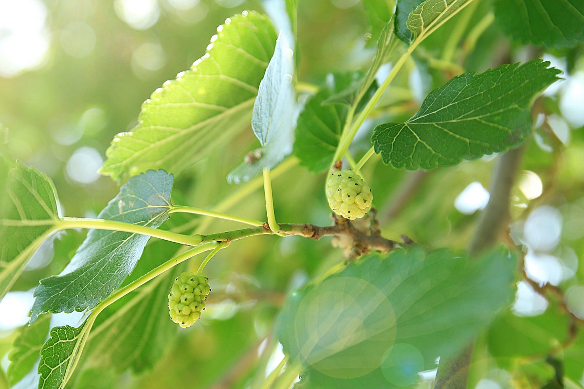 Sustainability in Every Thread